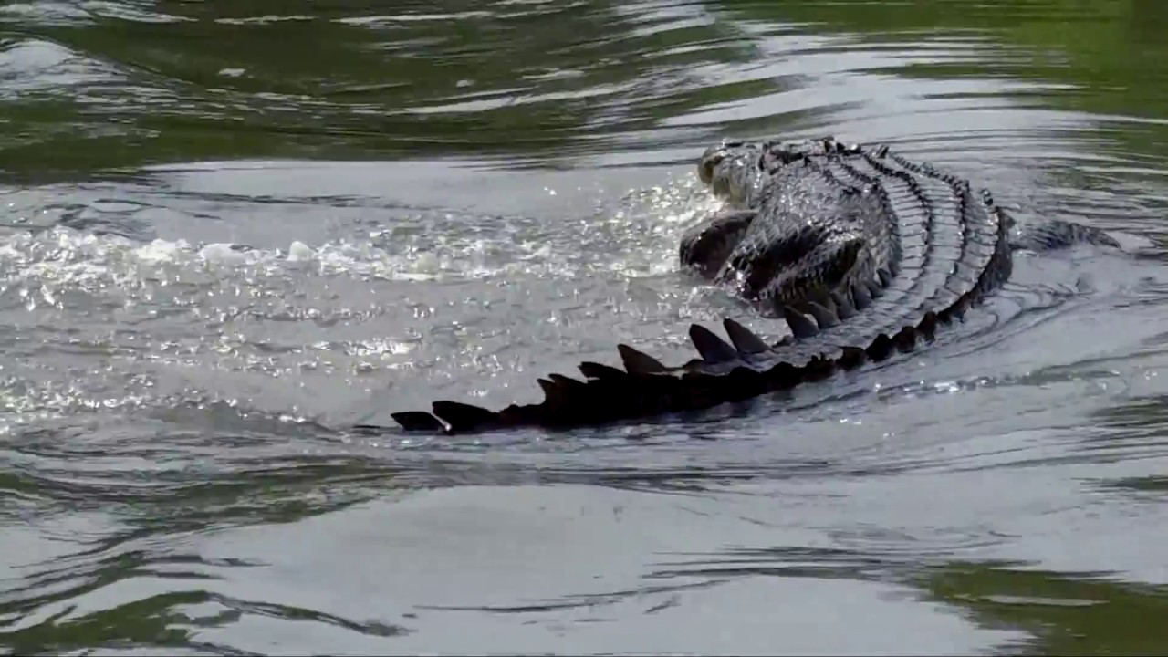 Big Crocodile Crosses Road | Cahills Crossing, NT Australia