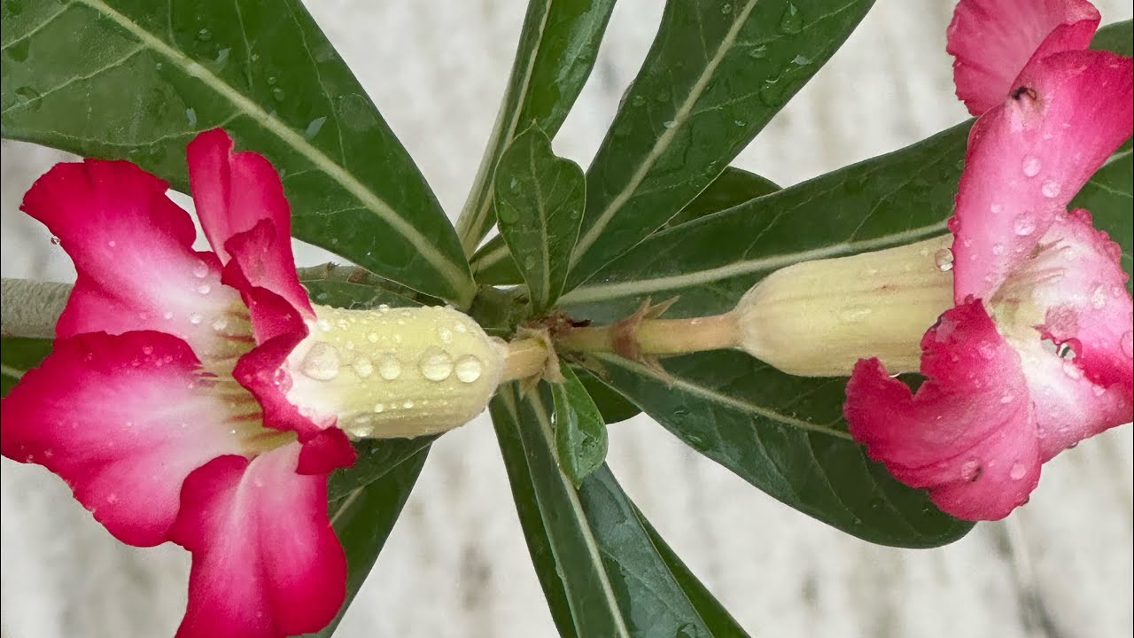 Perfect Pair: Adenium Flowers Drenched in Beauty #Adenium #desert rose #new #flower #nature #viral