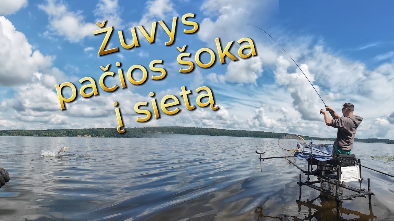 Vasaros karšiukų sostinė - Kauno marios