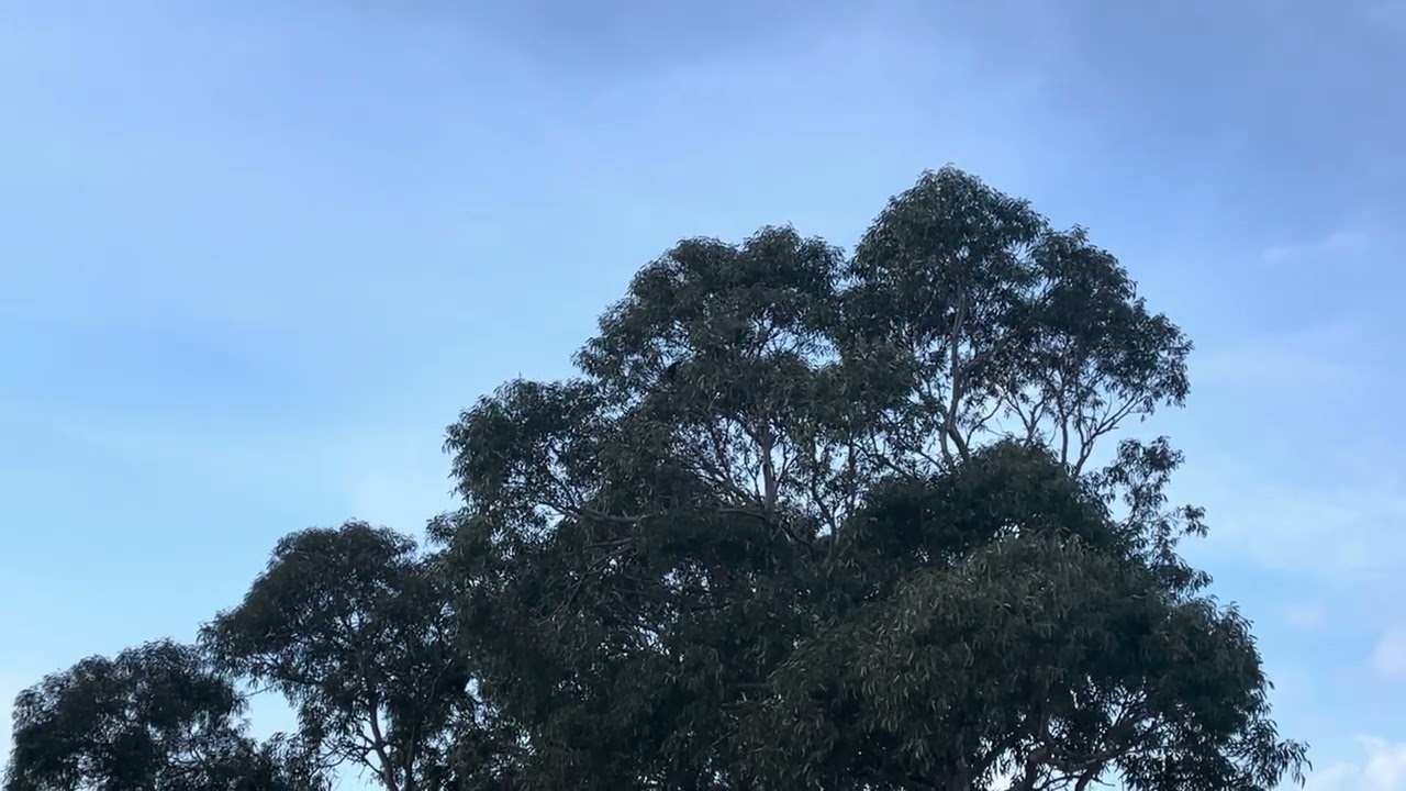 THE SOUND OF A CURRAWONG MOB
