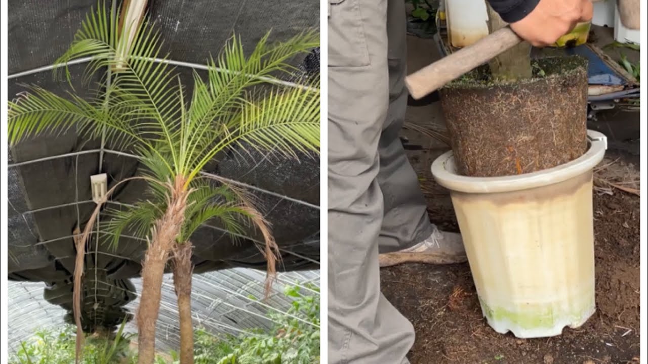 フェニックスロベレニーの植え替えをします。