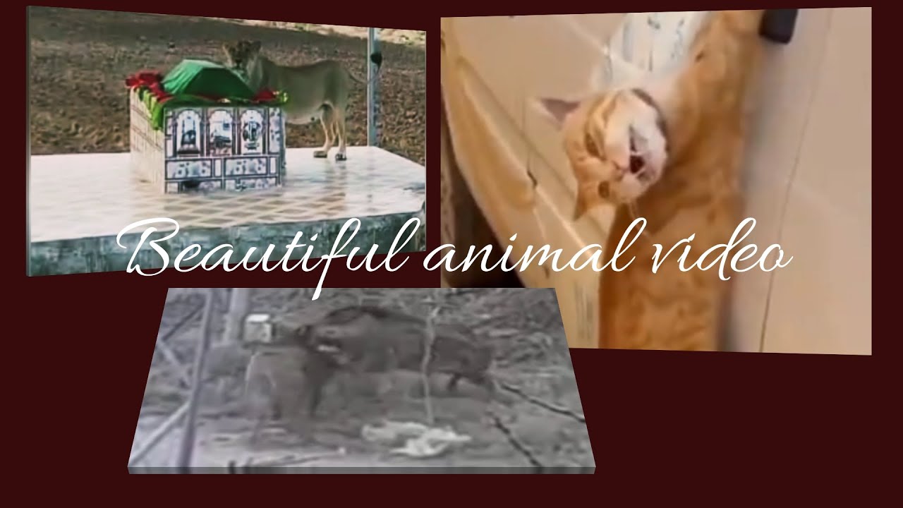 Different tyapes of awesome animals videos. muhtafal janwar. | no copyright video channel.