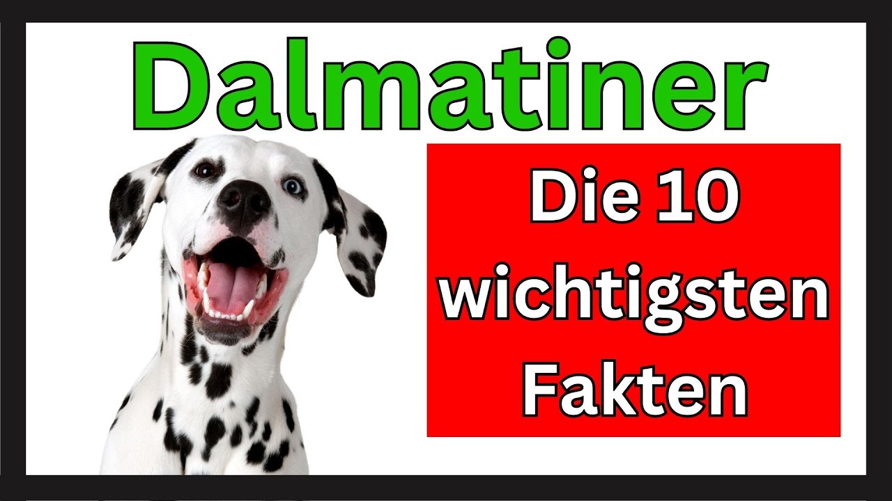 Dalmatiner 🐶 Die 10 wichtigsten Fakten dieser Hunderasse