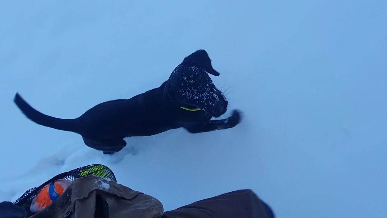 Hundetraining / Dummytraining / Labrador / Handling / Einweisen / Retriever
