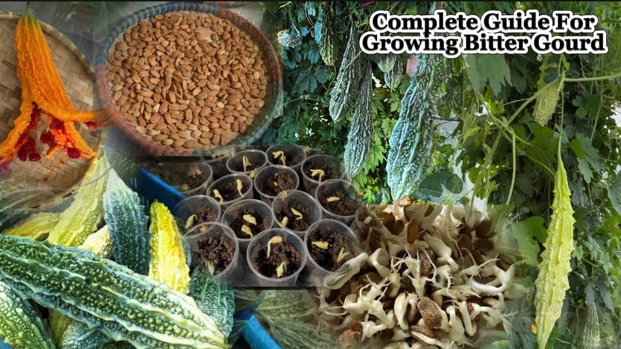 How To Grow Bitter Gourd From Seeds | Complete Guide For Growing & Care Bitter Gourd In Cold Weather