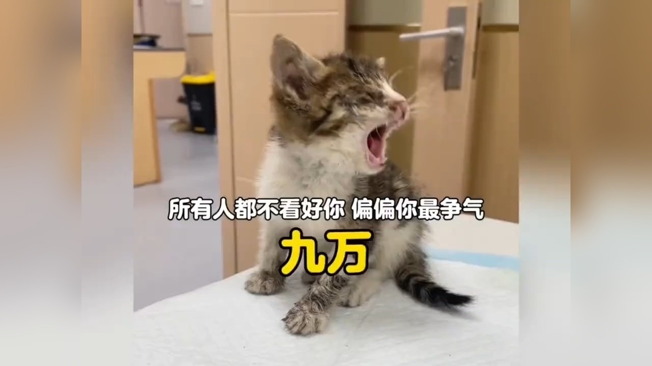 所有人都不看好你，偏偏你最争气了