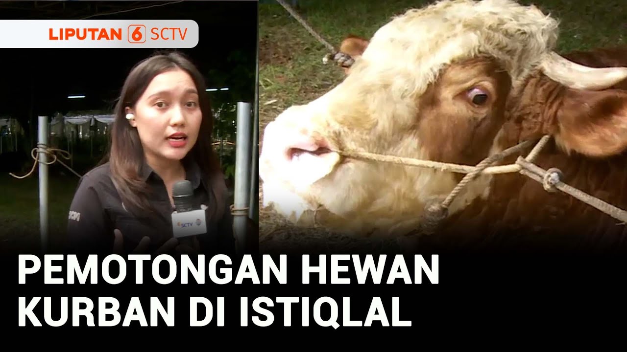 Masjid Istiqlal Telah Terima Kurban 50 Ekor Sapi dan 79 Ekor Kambing | Liputan 6