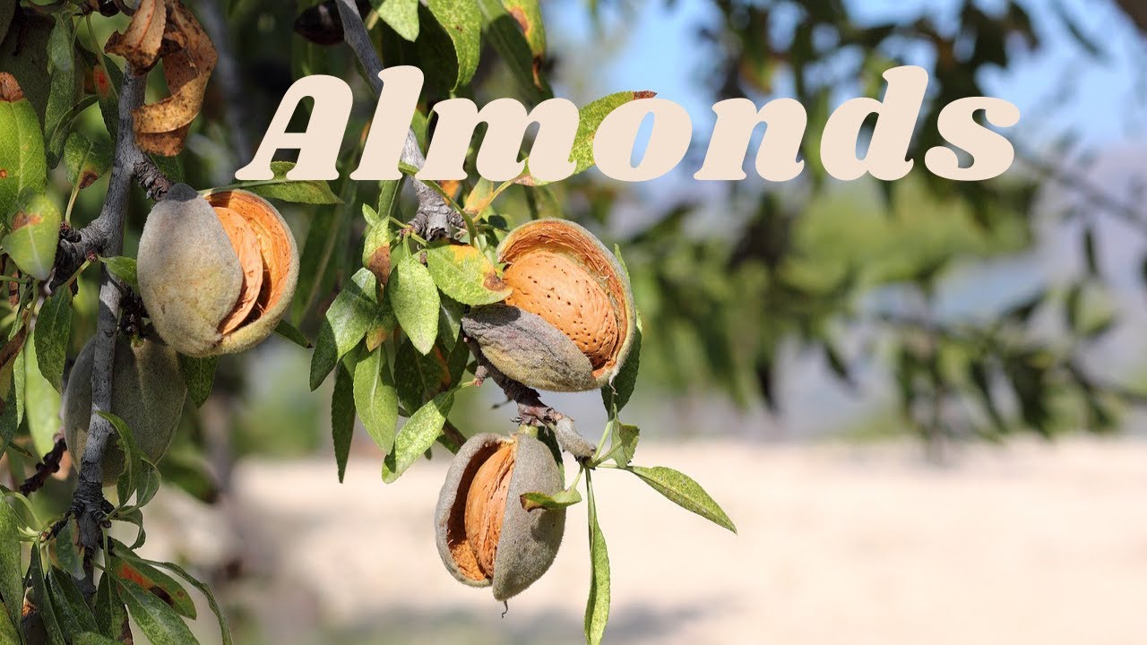 Almonds Harvesting and processing  at Home -Life in Sicily #Sicilia #almonds #Caccamo