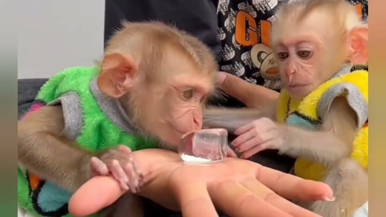 this's my turnDonald hurrry to drink cool water by straw#cat #duet #cute #monkeysr #catvideo