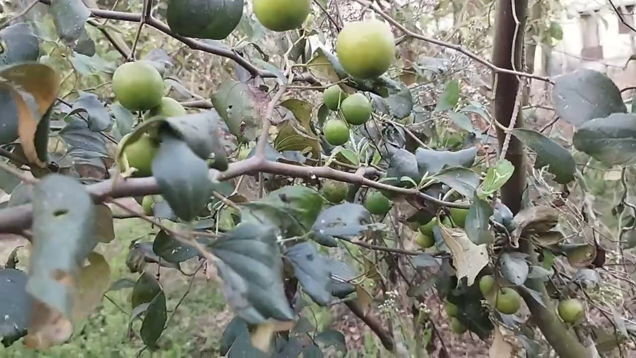 ଆସ ବୁଲଯିବା ଆମ ଆପେଲବେରୀ କୋଳି କିଆରୀକୁ 