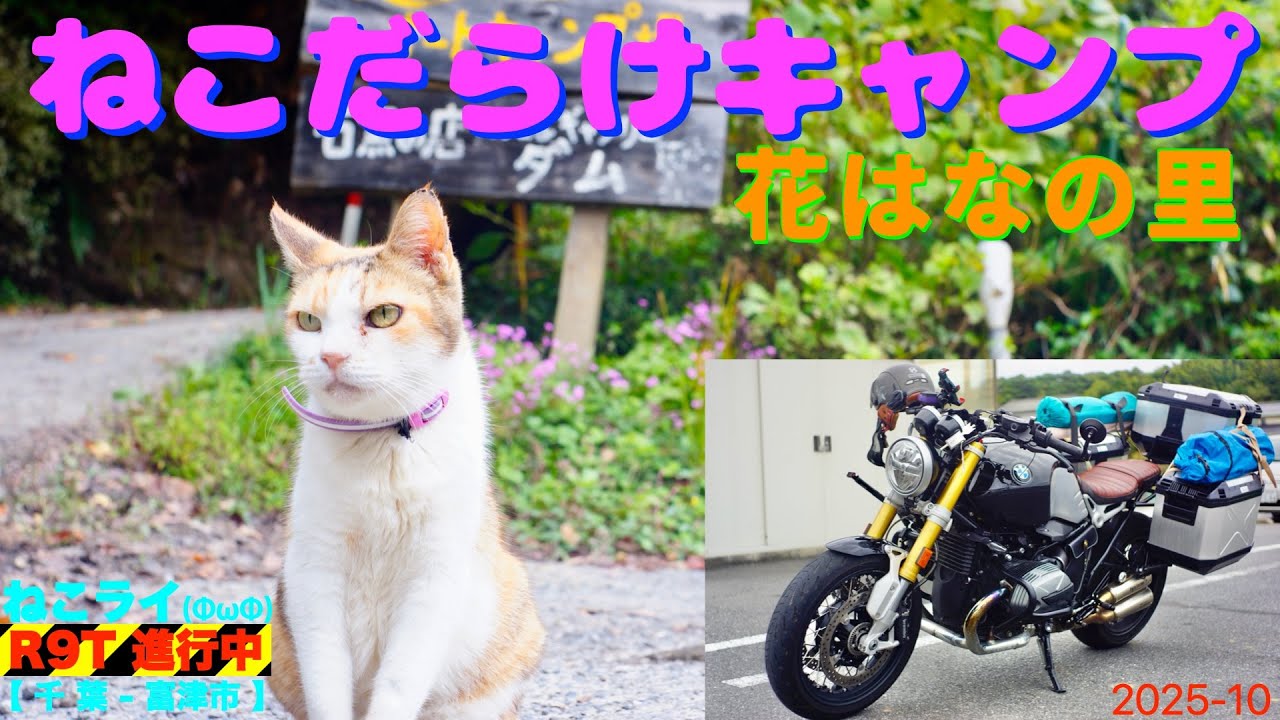 ねこだらけキャンプ/花はなの里【ねこライ RnineT 進行中】178 /shop 116