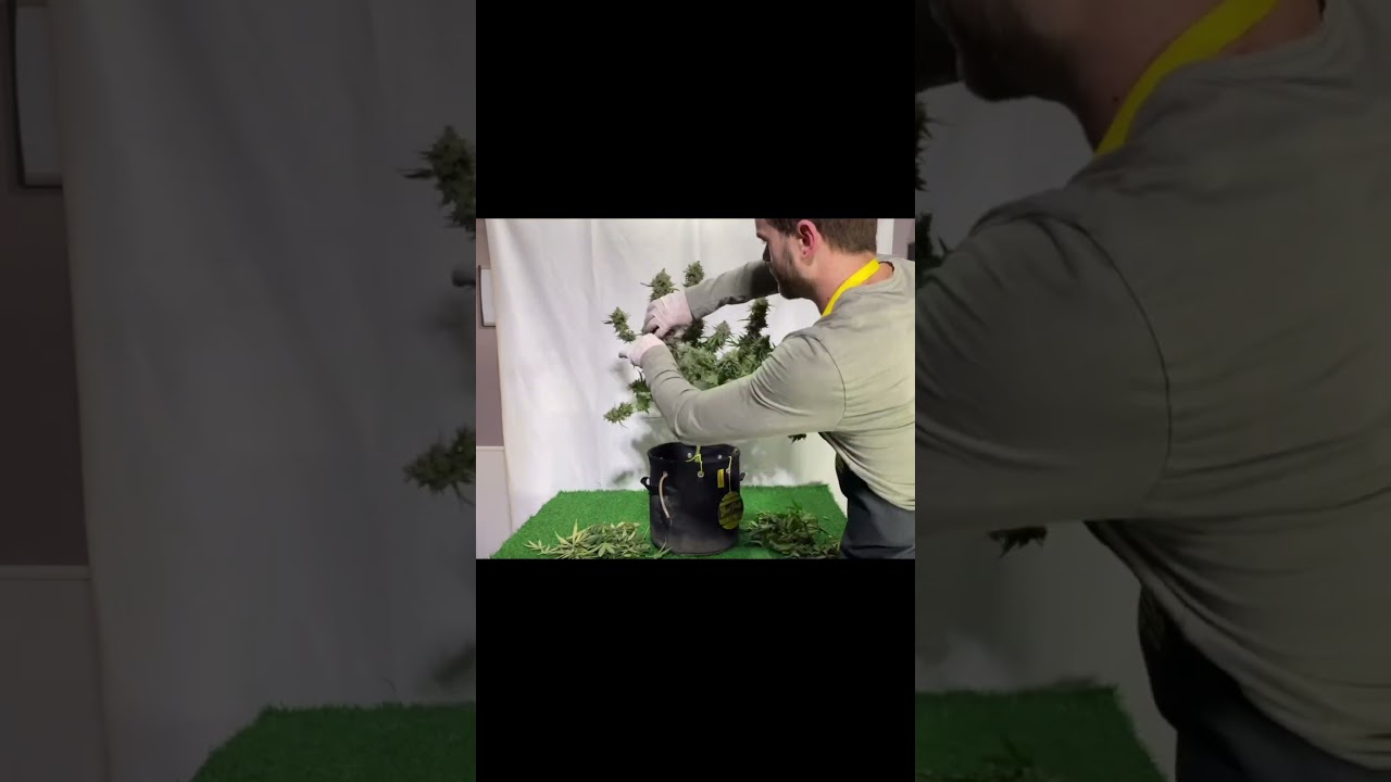Do you remove fan leaves before hang drying? #harvest #growyourown