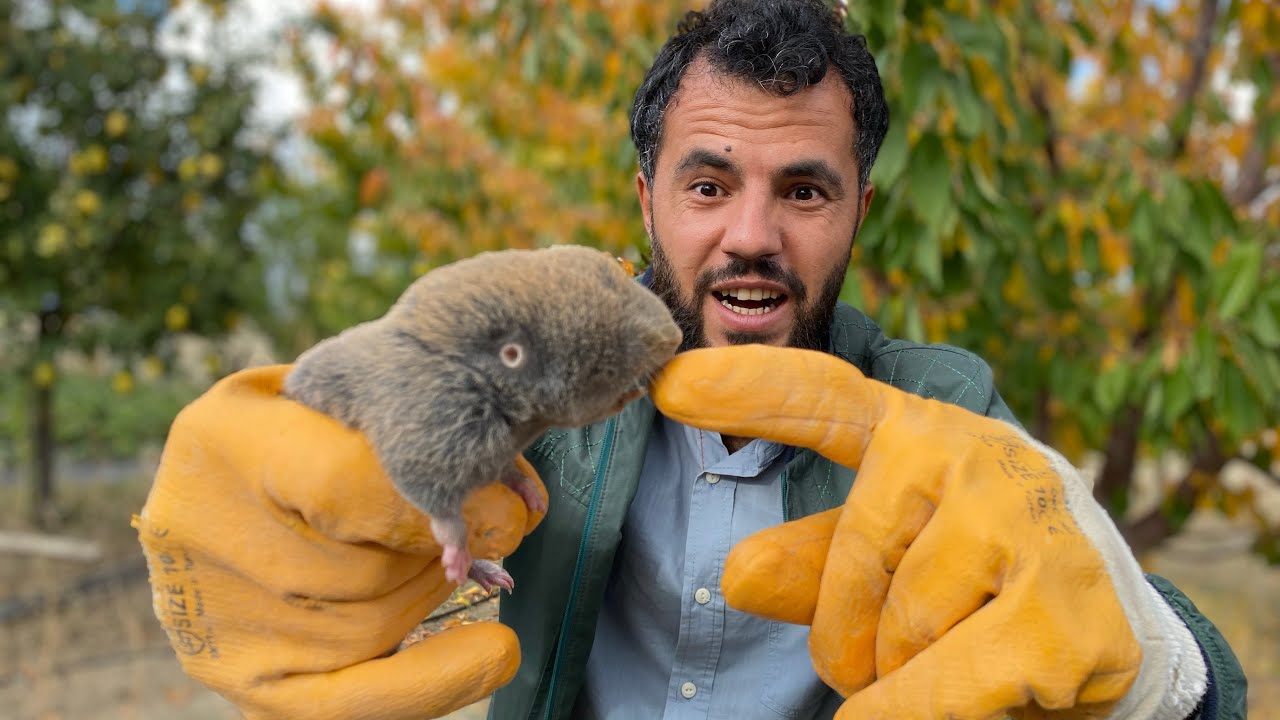 TUVALET KAPAĞI İLE  KÖSTEBEK YAKALADIK