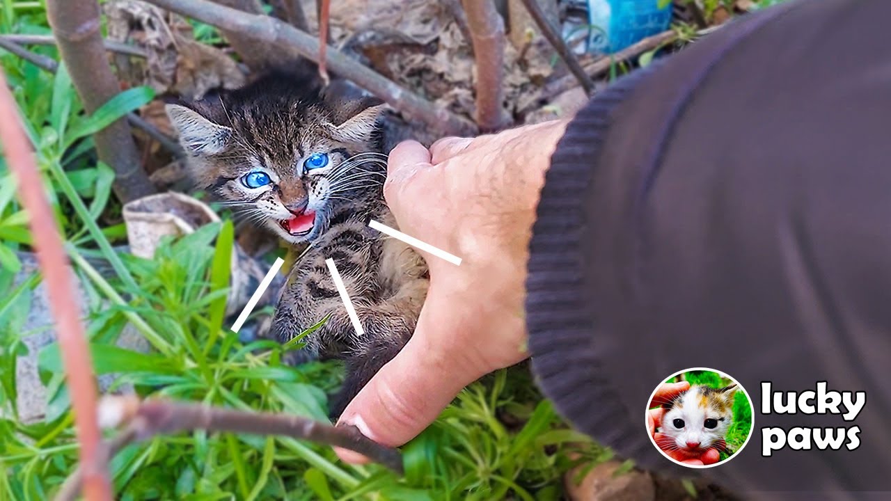 Парень пытается спасти разъяренного котенка, которого мать-кошка пытается защитить. | Lucky Paws