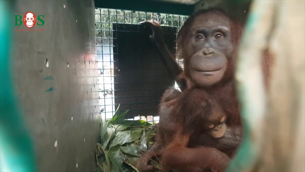 Vier neue Wilde: Eine ganz besondere Auswilderung | BOS | orangutan.de