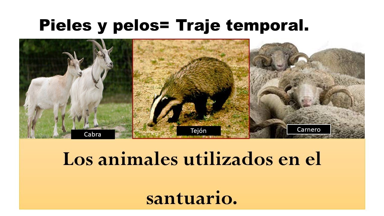 Las pieles de Tejón en el santuario conoce su simbolismo