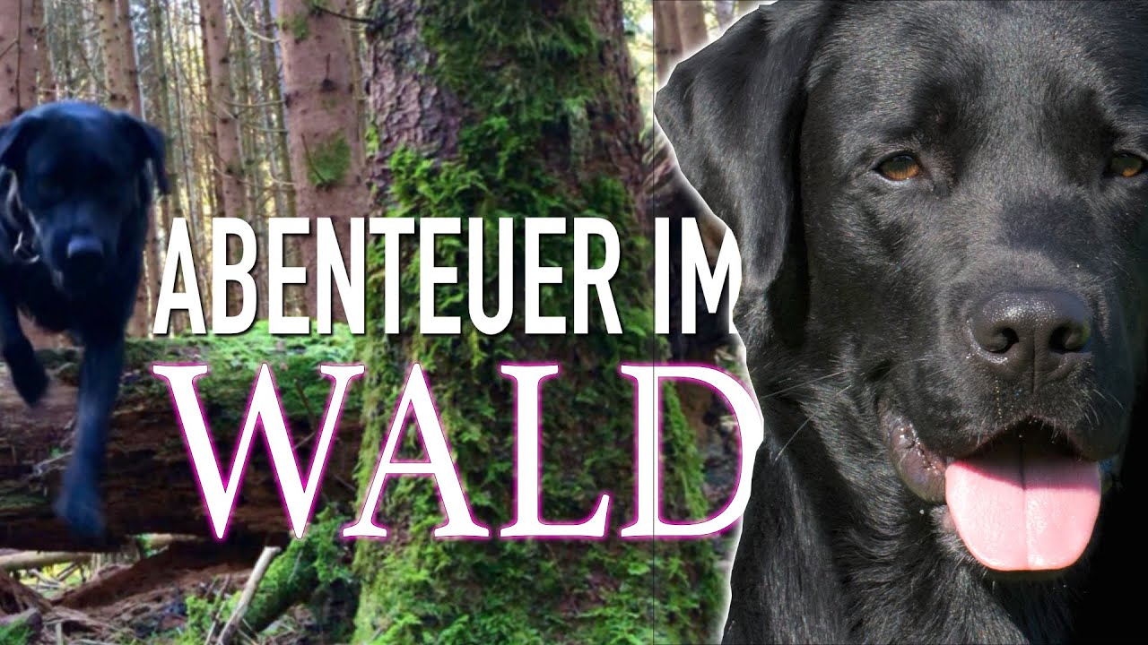 Cedric der Labrador - 51 | Abenteuer im Wald