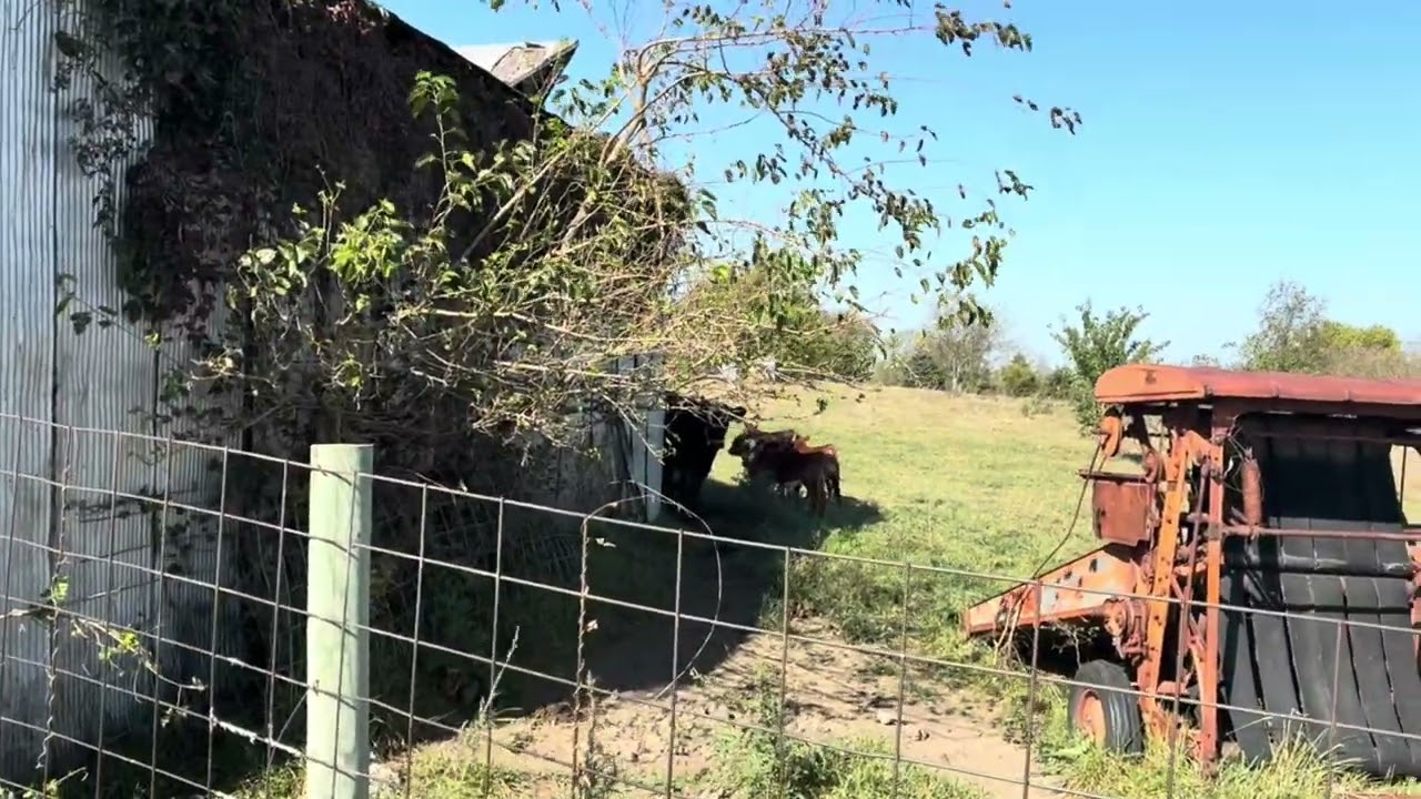Docile Cattle, Smarter Grazing: Training Bulls & Cows to Respect Electric Fence