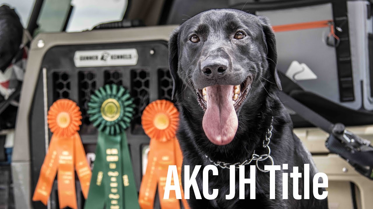 Тесты AKC Junior Hunt || В погоне за нашим ТИТУЛОМ