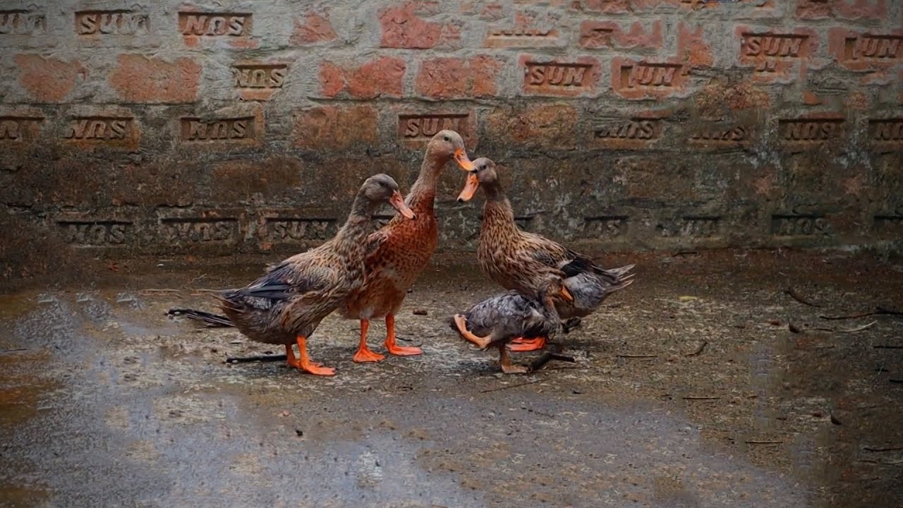 ইনকিউবেটরের তৈরী হাঁস || Barishal Voice || Kalam Khan 's New Video about Pigeons