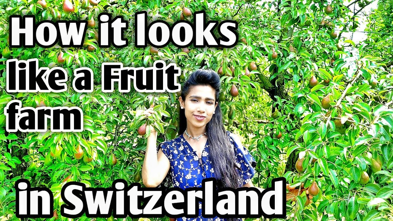 How it looks like a fruit farm in Switzerland 🇨🇭