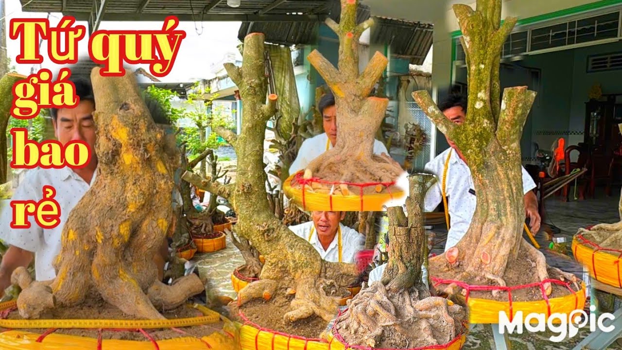 A Dũng 👉 Zalo 0964009759 gl mai tứ quý, vàng Bonsai lùn lực giá rẻ tại ĐT 