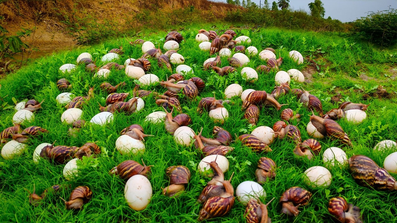 Top amazing - Harvest duck eggs and snails a lot at field by hand a female farmer skills