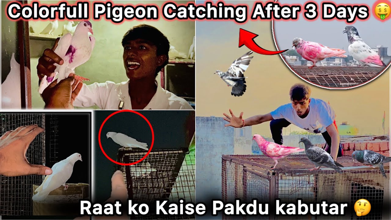 Jaal pr Pakda Colorfull Kabutar 🤑 || Raat Hogyi Pakdte Pakdte 😮