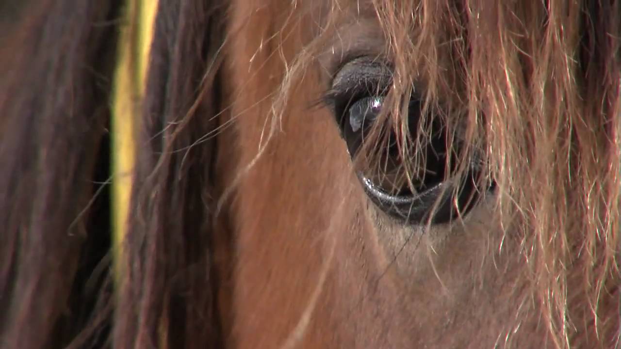 Paradise Arabians Ltd. Straight Egyptian Arabian Horses
