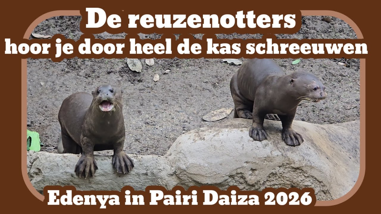 De reuzenotters hoor je overal schreeuwen [Pairi Daiza 2026]