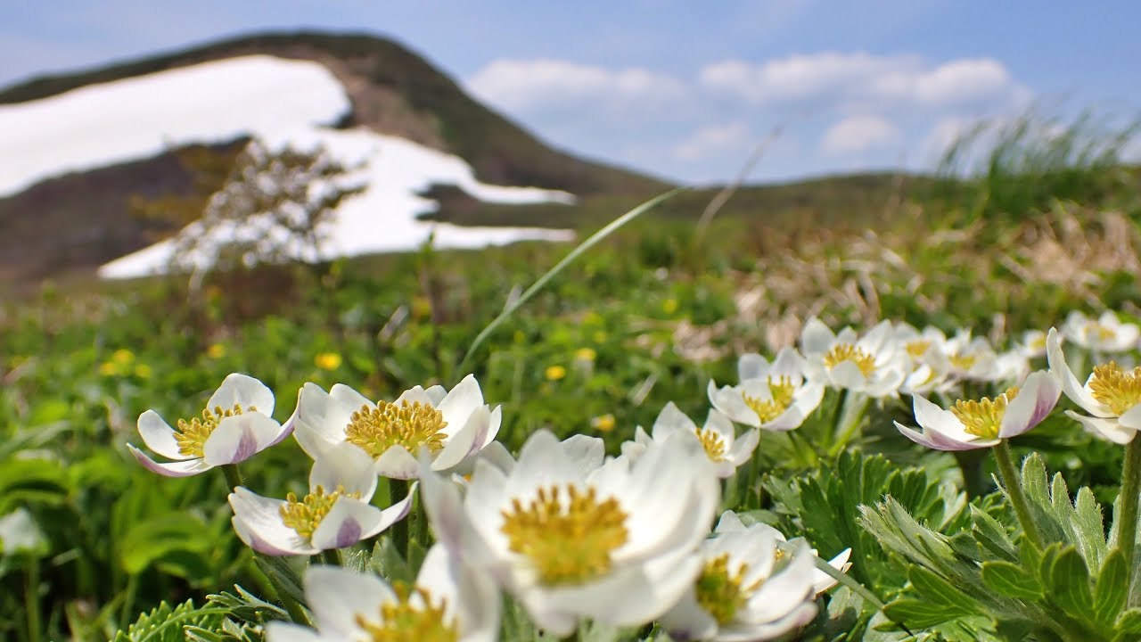 【登山】焼石岳_雪と花いっぱい_20250607