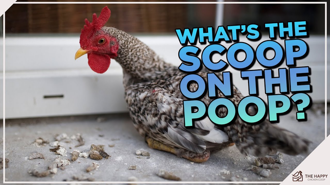 Scoop on the Poop: Dealing with Diarrhea in Backyard Chickens!