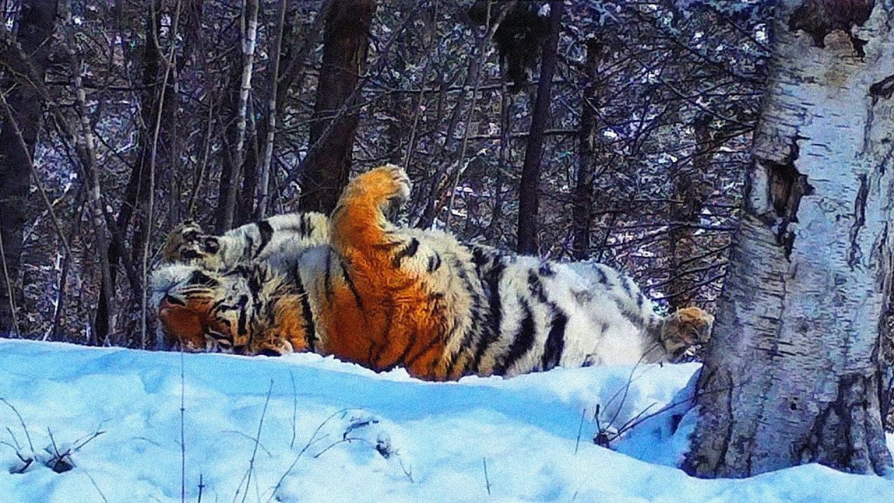 Wild and Free: Amur Tiger in the Gorgeous Ussuri Taiga — Nature’s Treasure! #22