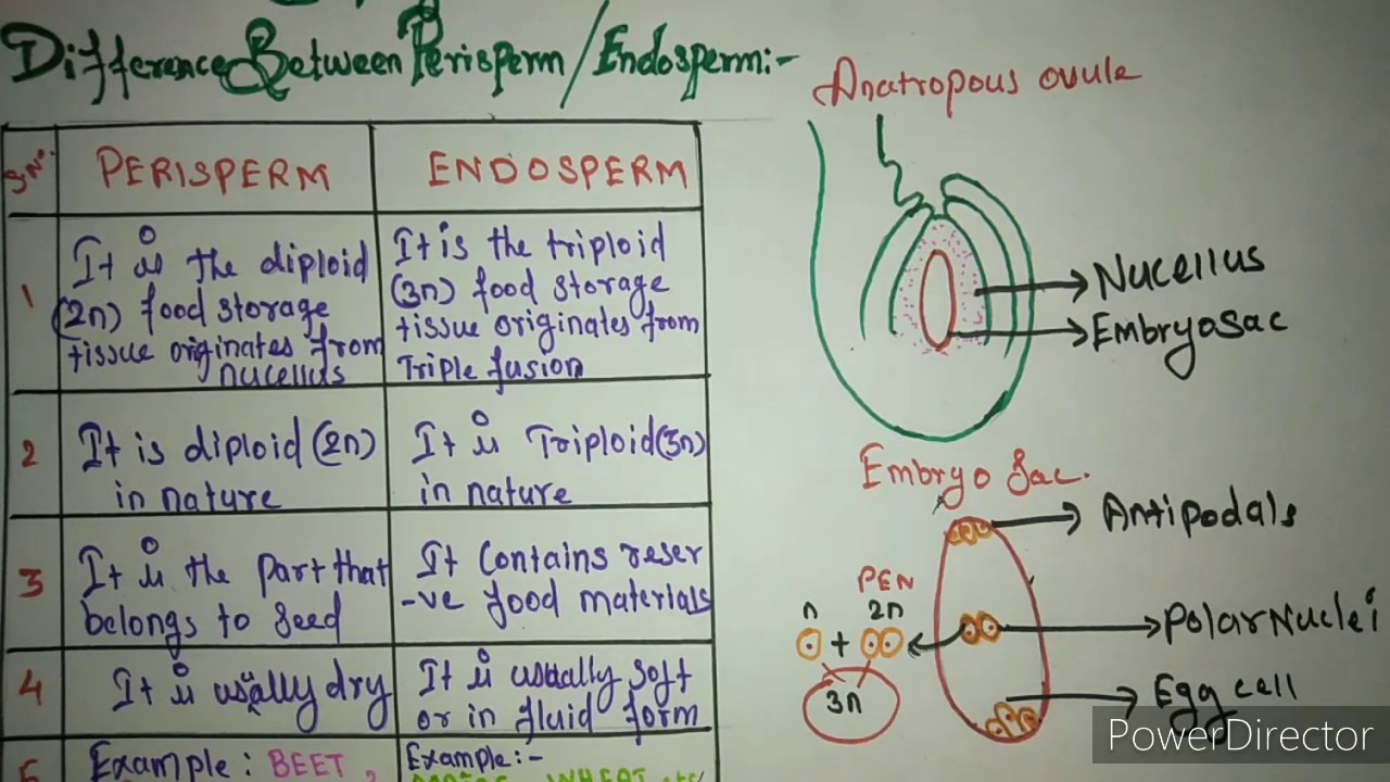 Embryology of flowering plants  : difference between perisperm and endosperm