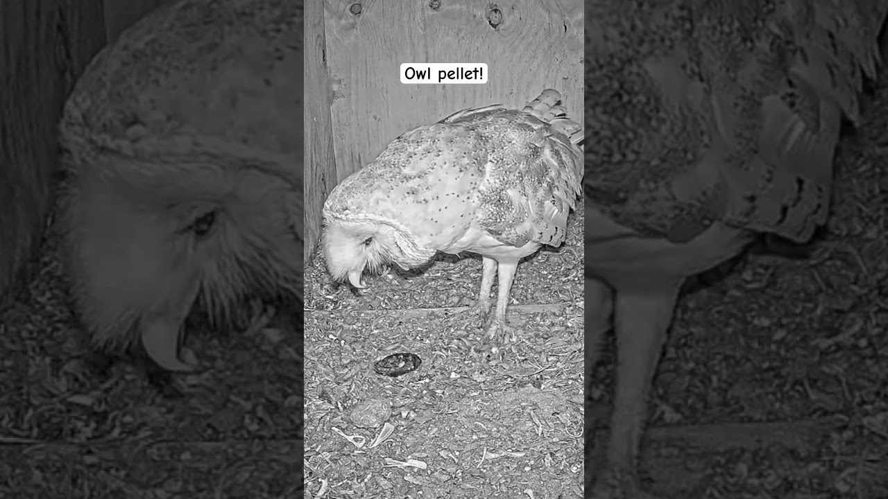 #shorts : Owls cast owl pellet
