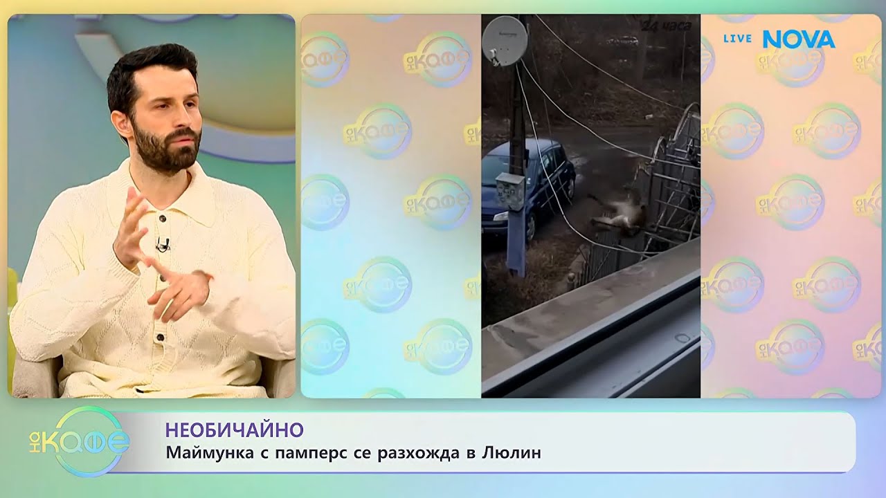 Необичайно: Маймунка с памперс се разхожда в Люлин - „На кафе“ (19.01.2026)