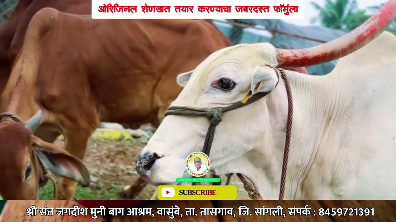कमी खर्चात जास्त उत्पादन! ओरिजनल शेणखत कसे तयार करावे?