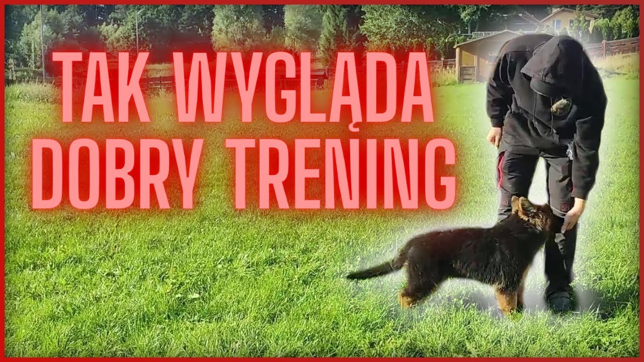 PIERWSZY TRENING TWOJEGO SZCZENIAKA!