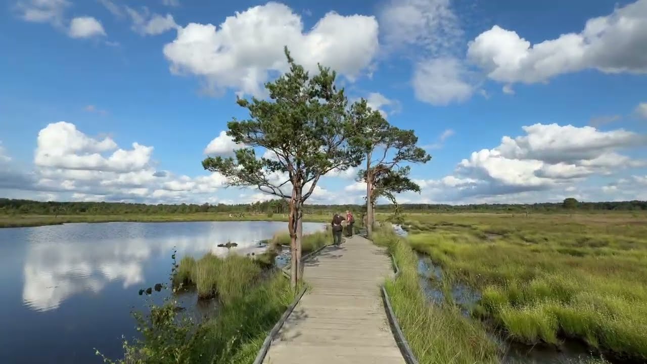 202507 Thursley National Nature Reserve Godalming | Hiking | Wild Area | Lizard | Wild Duck