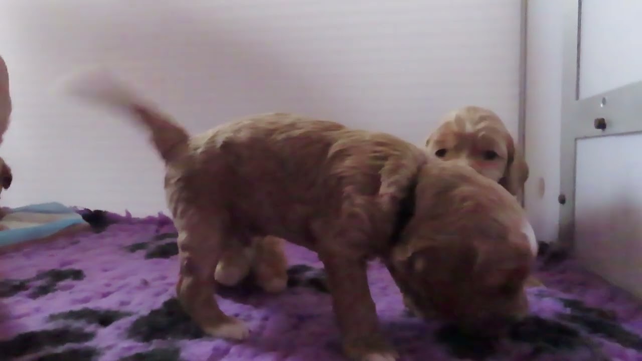 3 weekjes