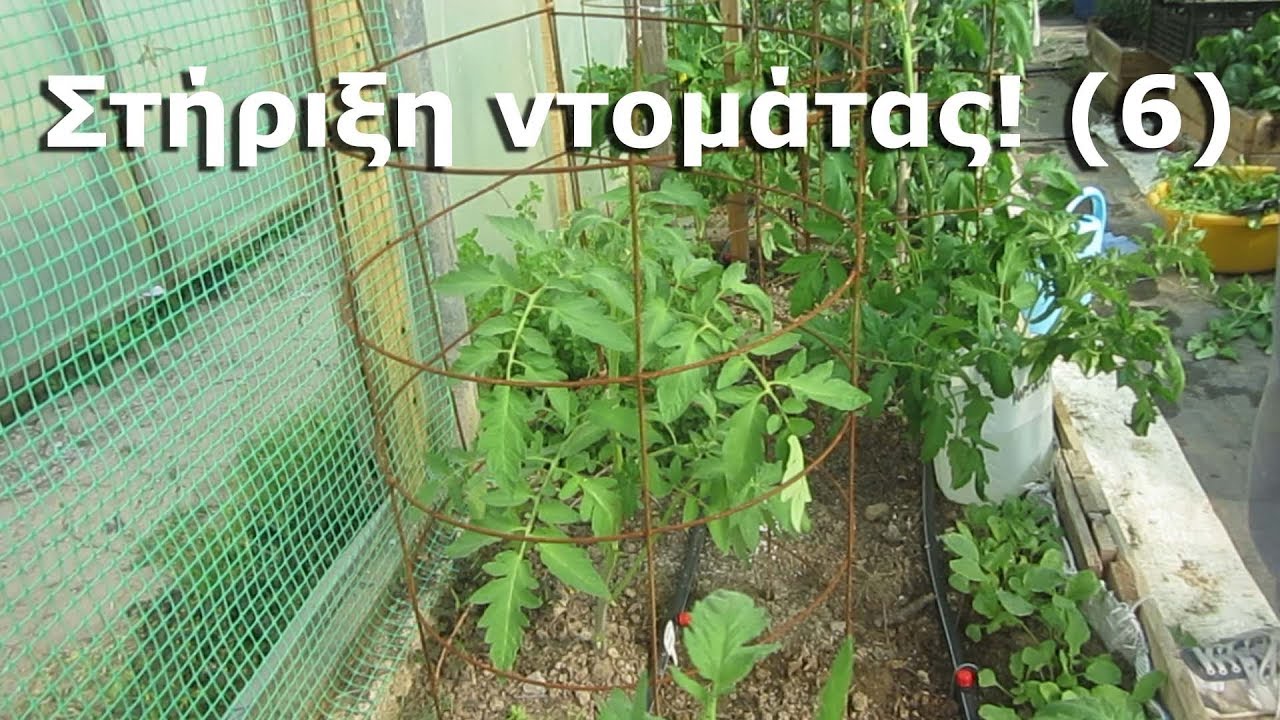 Στήριξη ντομάτας! (6 κλουβιά)