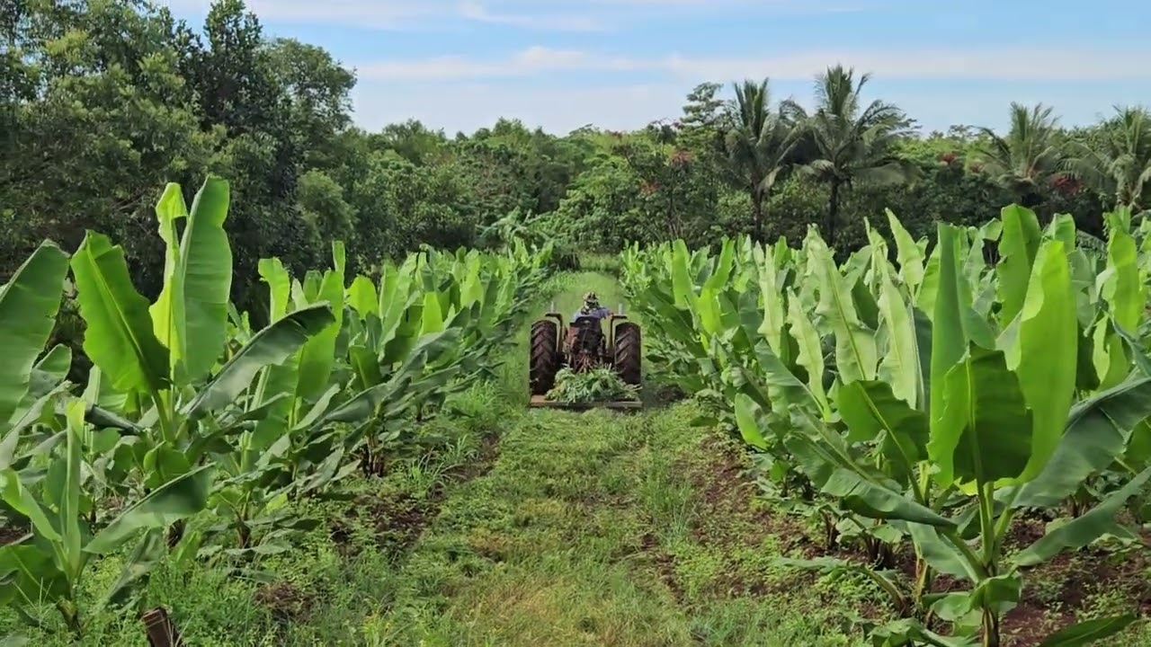 SUNDAY 18 JANUARY 2026. MY PARENTS MY DAD PAJ TXOS THOJ THERE BANANAS FARM. 18/1/2026.