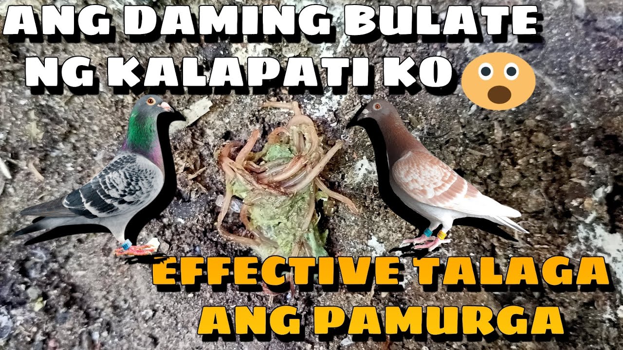 PINURGA KO KALAPATI KO ANG DAMING BULATE UBOS PATI PANG TUBOS #beastlofttv #kalapati #pigeonracing