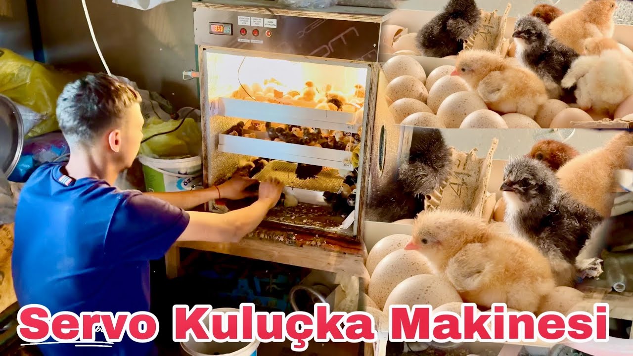 Kuluçka Makinesi Almak İsteyen Bunu İzlesin / Servo Bu İşte Uzman