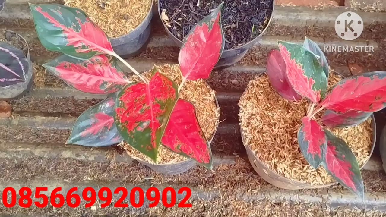 OBRAL MURAH PAKET 50 K