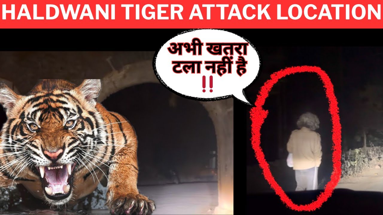 Haldwani Tiger Attack Location ‼️अभी खतरा टला नहीं है | Jim Corbett 