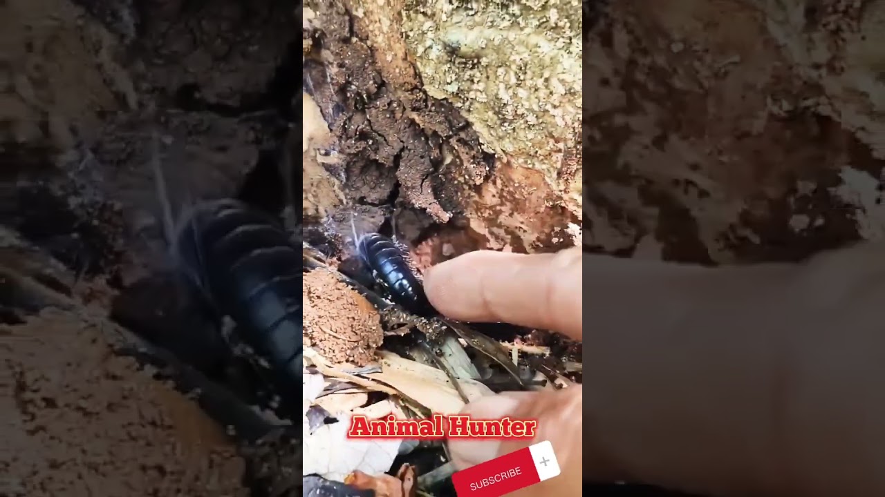 Millipede Hunting 3🐛🐛🐛#shortsfund #shorts #shortsvideo #short #animals #animal #hunter #hunt #viral