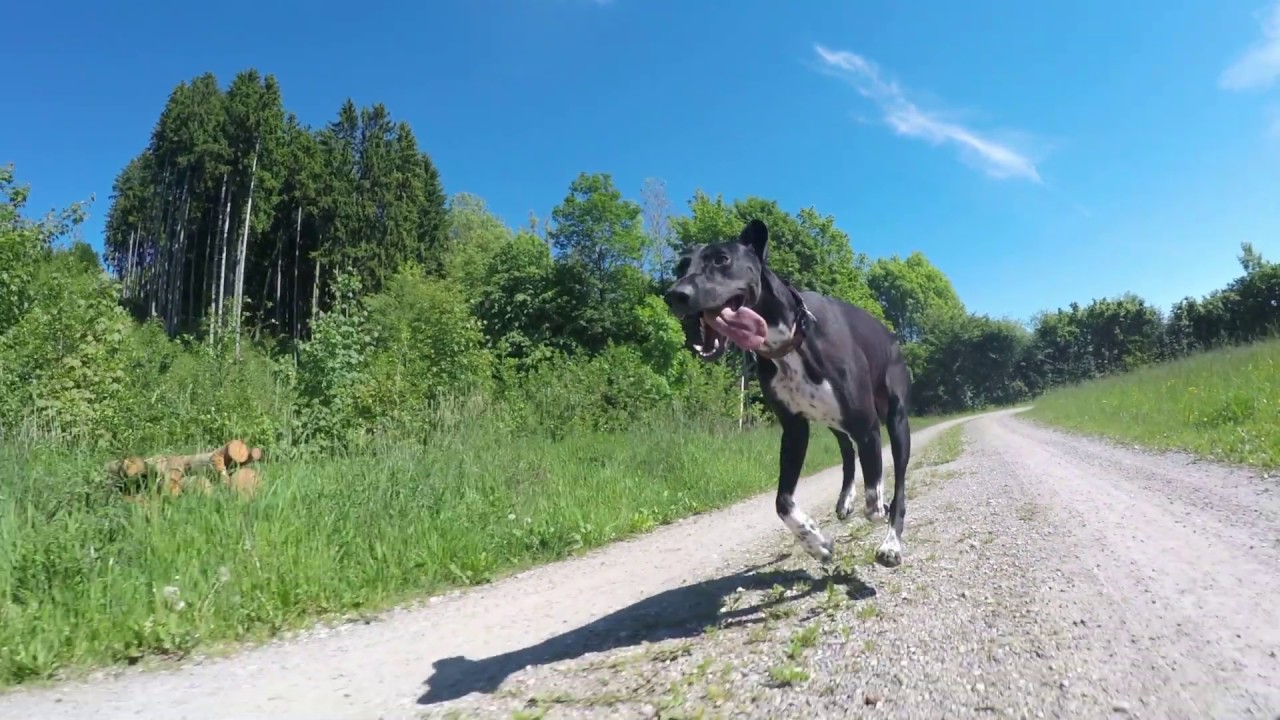 Sammy rennt 2 - Europäischer Schlittenhund / Scandinavian Hound