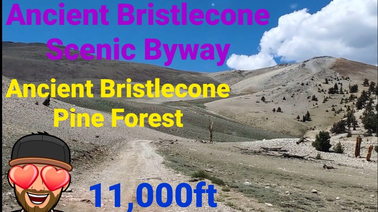 Drive 1 of the highest roads in California and see the oldest trees on the planet.