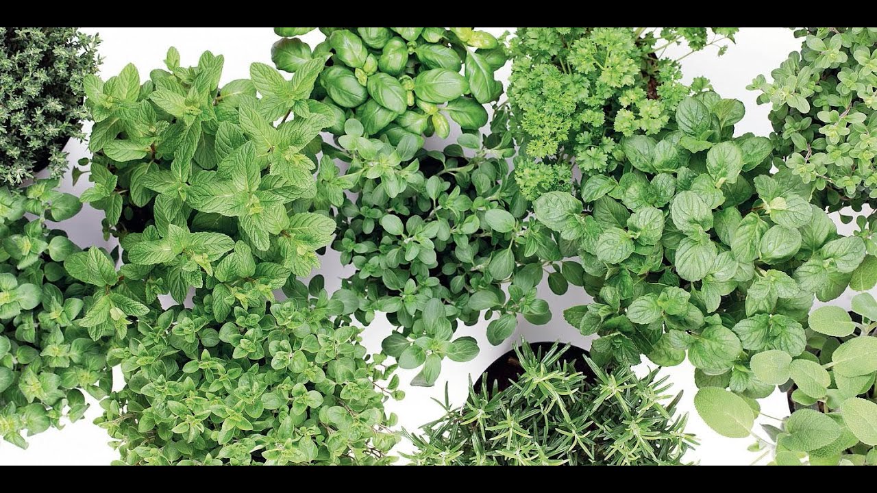Piante aromatiche, le caratteristiche e come curarle al meglio